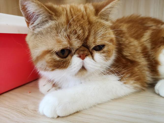 加菲财经是干什么的_加菲猫理财