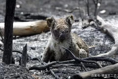 澳洲山火