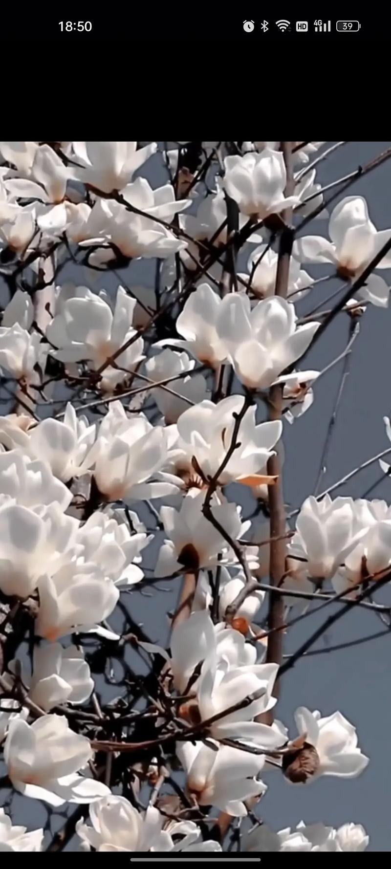 阳光爱心公益基金_心晴花开公益基金