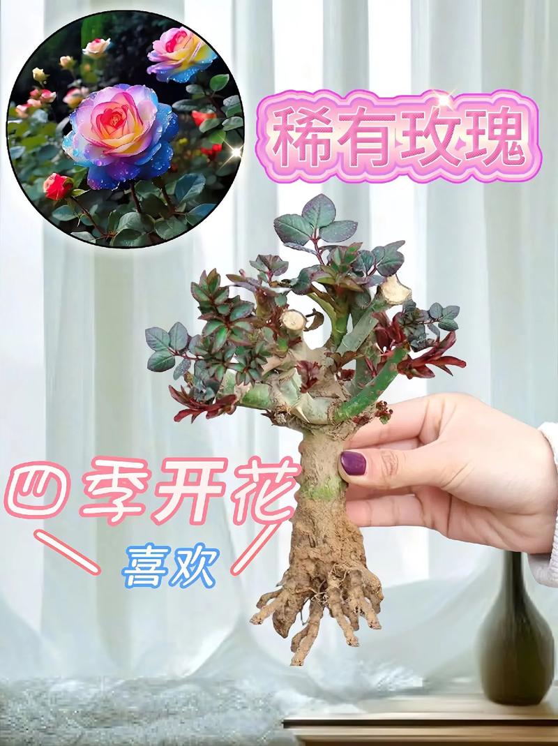 心晴花开