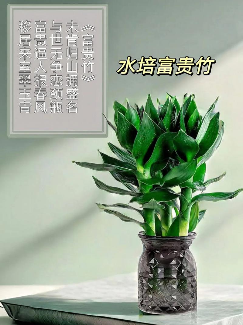 富贵竹理